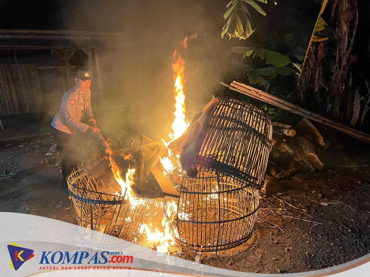 Polisi Bongkar Dua Lokasi Arena Judi Sabung Ayam di Malang