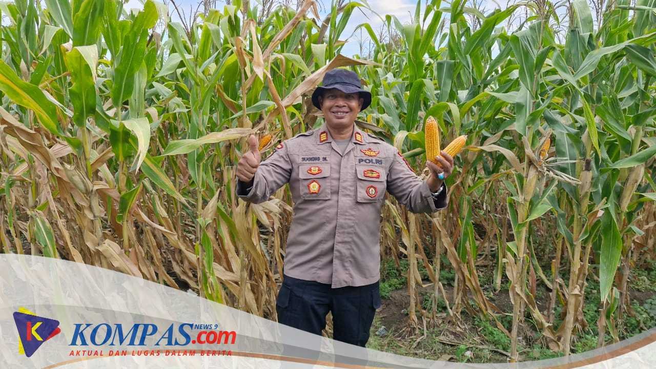 Polsek Balongbendo Dukung Program Ketahanan Pangan Lewat Pendampingan Panen Jagung