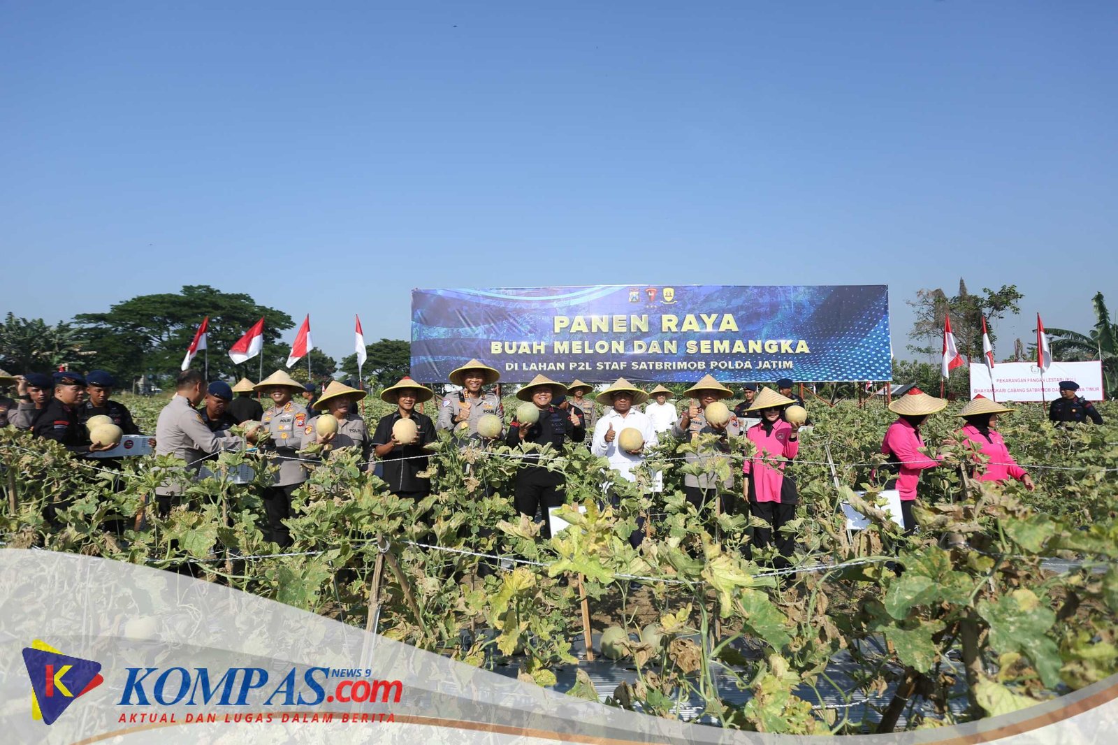Brimob Polda Jatim Panen Melon dan Semangka, Dukung Program Ketahanan Pangan Nasional