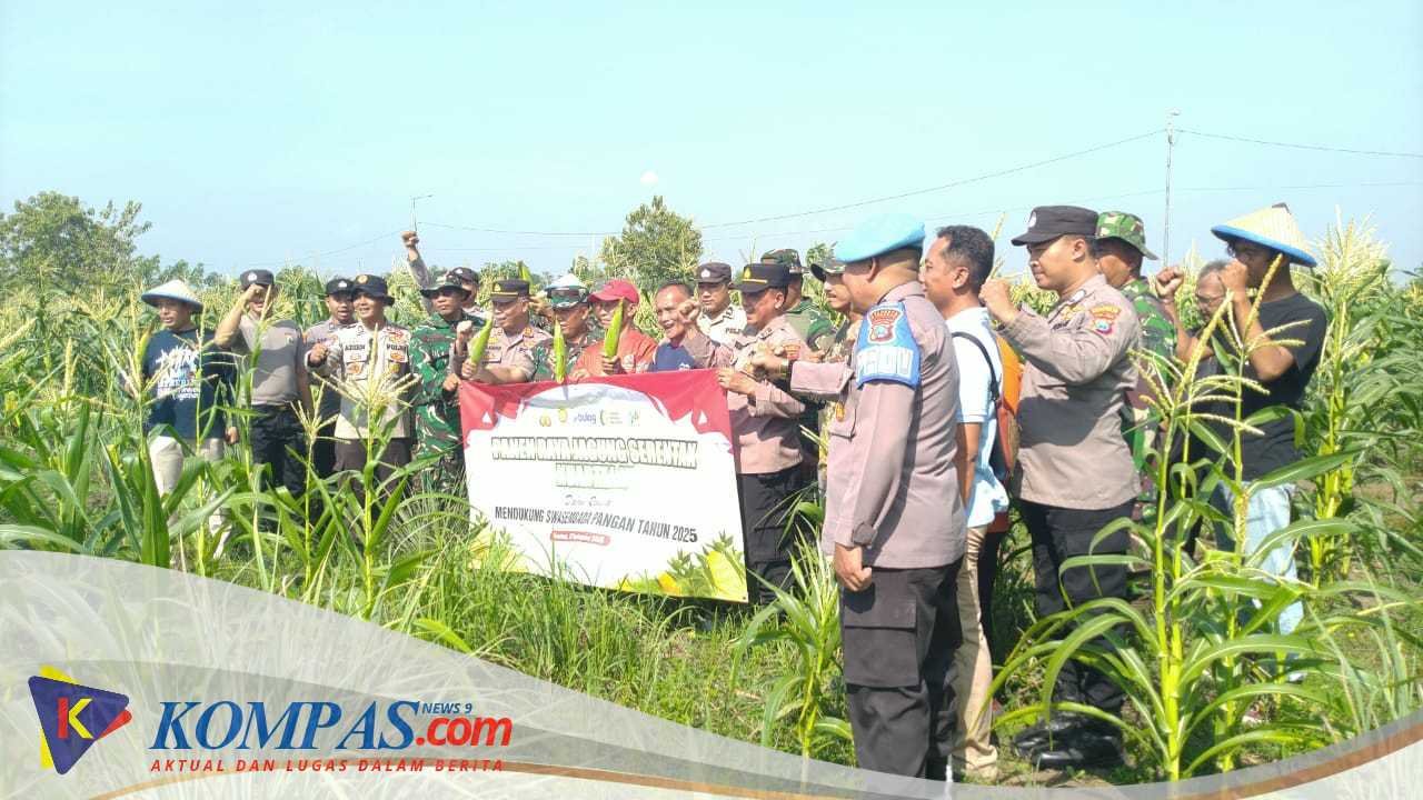 Polsek Krembung Gelar Panen Jagung Serentak Kwartal III Bersama Forkopimka