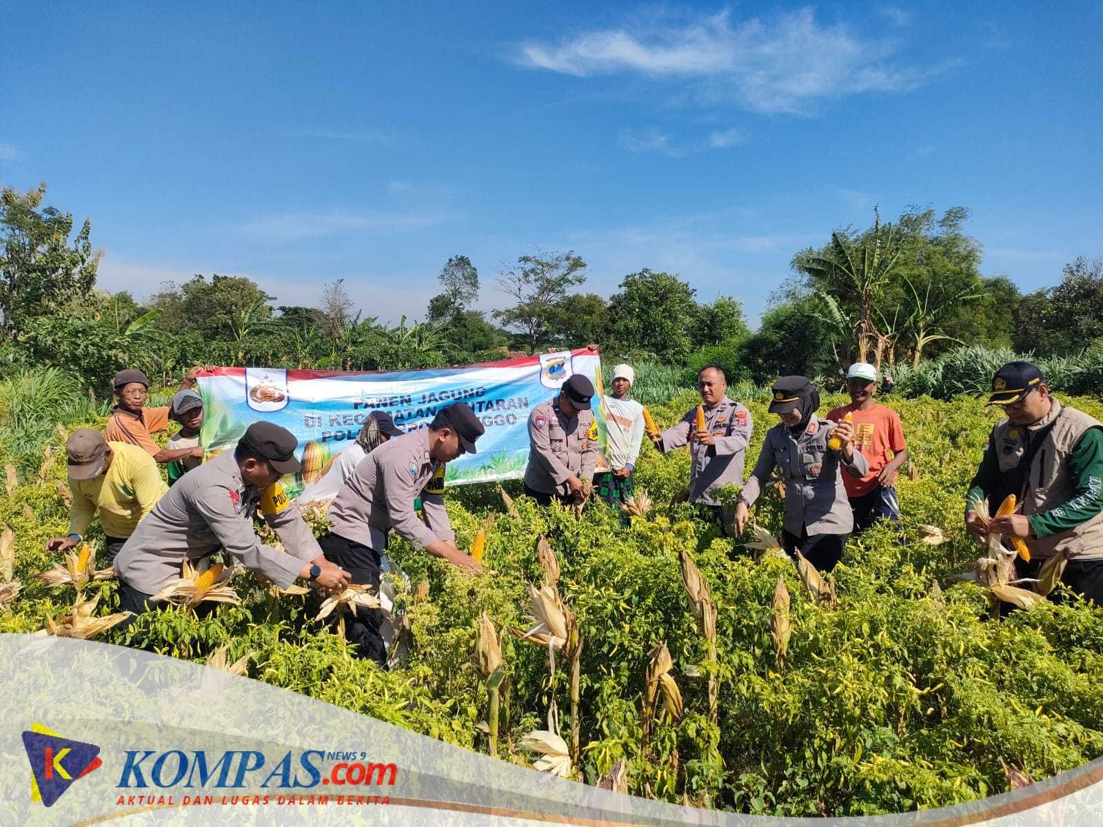 Wujudkan Program Ketahanan Pangan Polres Probolinggo Bersama Kelompok Tani Panen Jagung di Bantaran