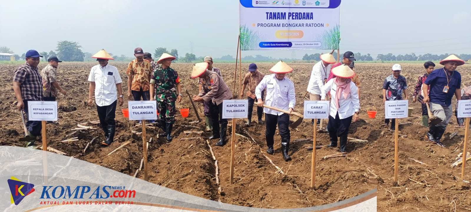 Tanam Perdana Program Bongkar Ratoon di Desa Kepadangan Tulangan Berjalan Lancar