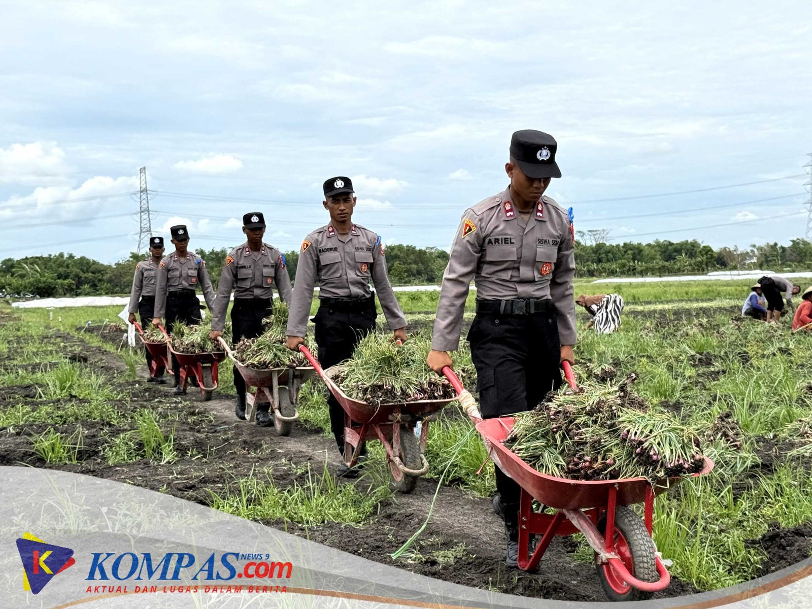 Live In’ : Siswa Diktukba SPN Polda Jatim Bantu Petani Bawang Merah di Nganjuk