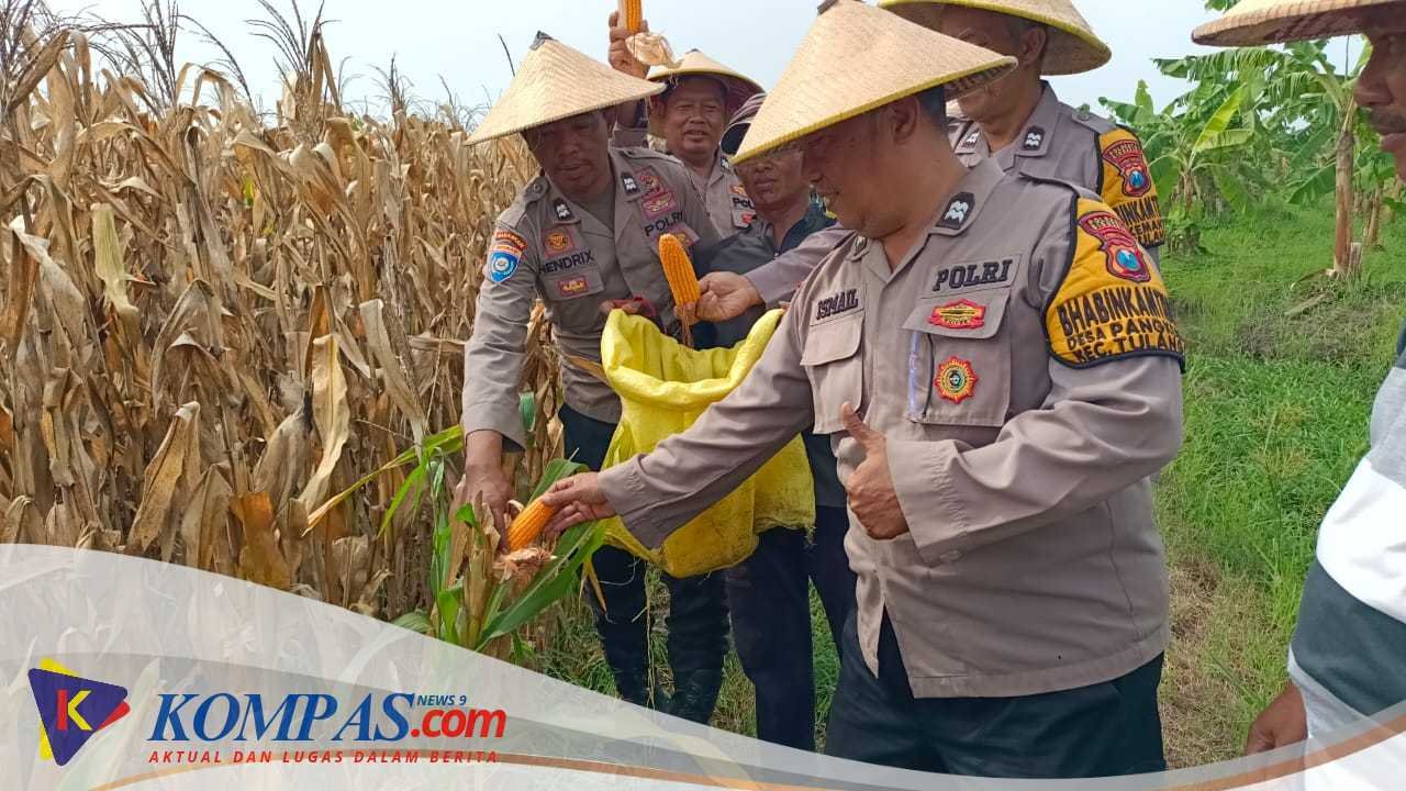 Polsek Tulangan dan Petani Gelar Panen Jagung di Lahan Produktif Desa Pangkemiri