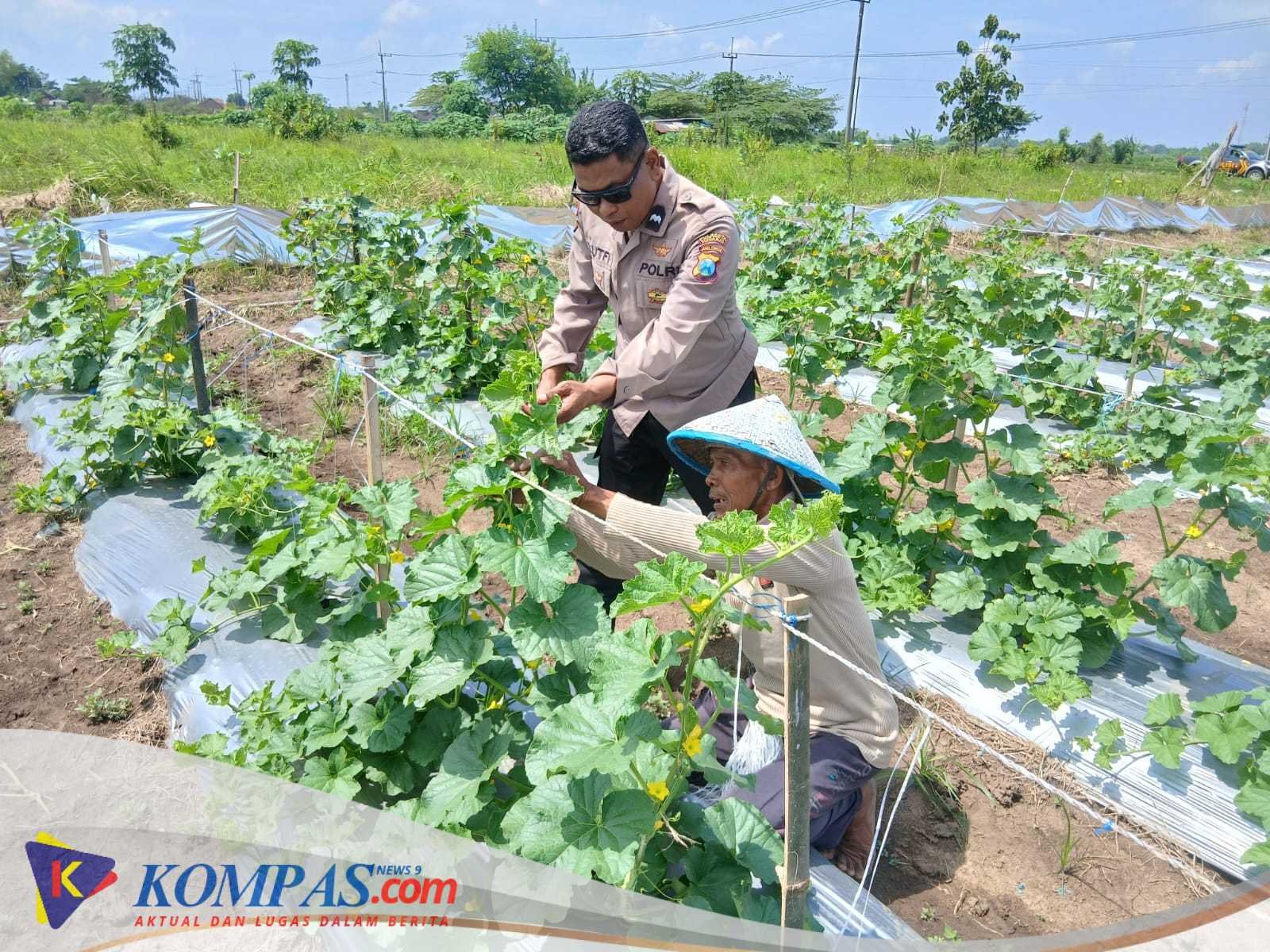 Polsek Tarik Monitoring Ketahanan Pangan Petani Melon di Desa Gampingrowo