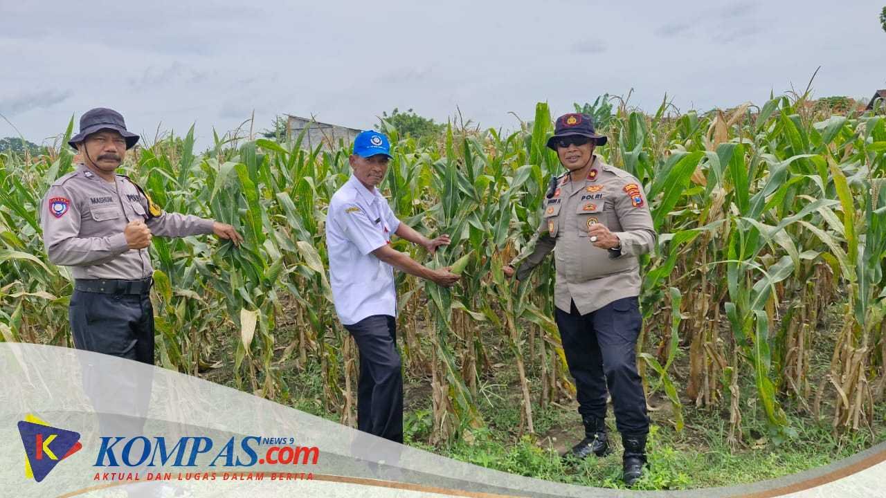 Sinergitas Dukung Ketahanan Pangan Melalui Tanam Jagung di Desa Seduri