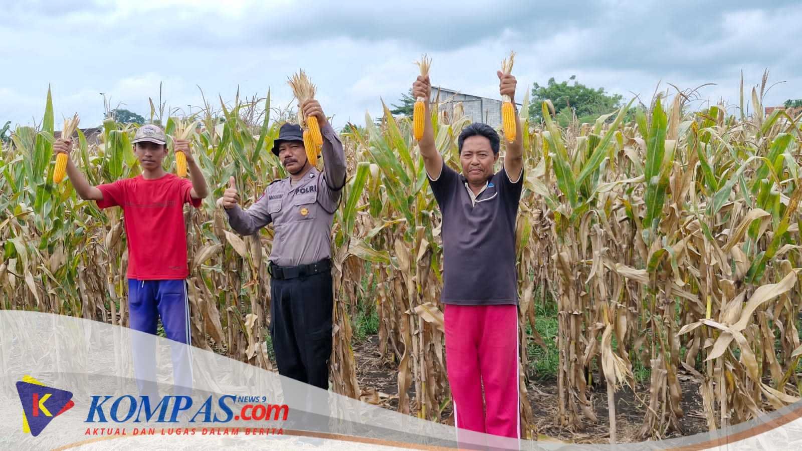 Desa Singkalan Bersama Polsek Balongbendo Dukung Progeram Ketahan Pangan Nasional