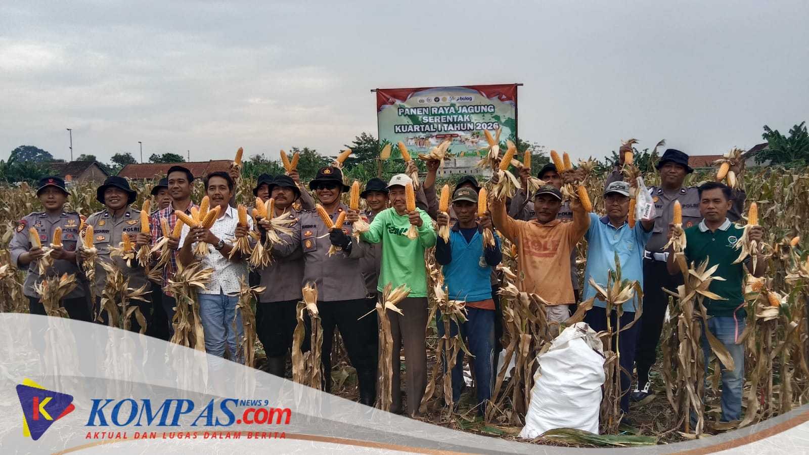 Panen Raya Jagung Serentak Kuwartal 1 Tahun 2026 Polsek Balongbendo Bersama kelompok Tani Desa Singkalan