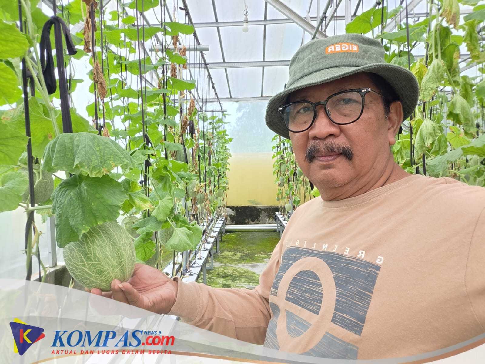 Panen Melon Hidproponik Tahap 2 Desa gempol Klutuk Kecamatan tarik. 