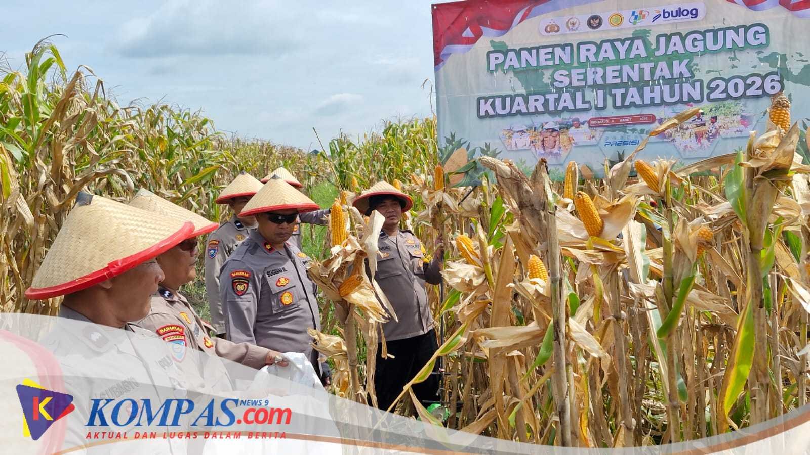 Polsek Balongbendo Panen Raya Jagung Dukung Ketahanan Pangan Nasional