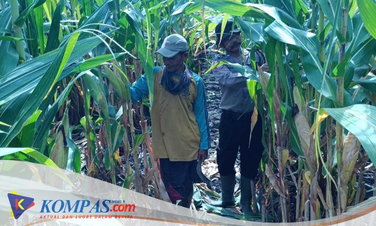 Kapolsek Balongbendo Kapolresta Sidoarjo Tanaman Jagung