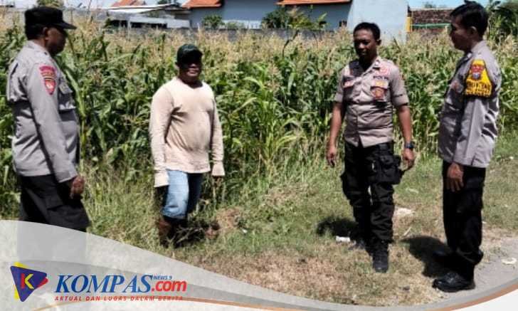 Polsek Tulangan Tinjau Lahan Jagung di Desa Kajeksan, Dukung Swasembada Pangan