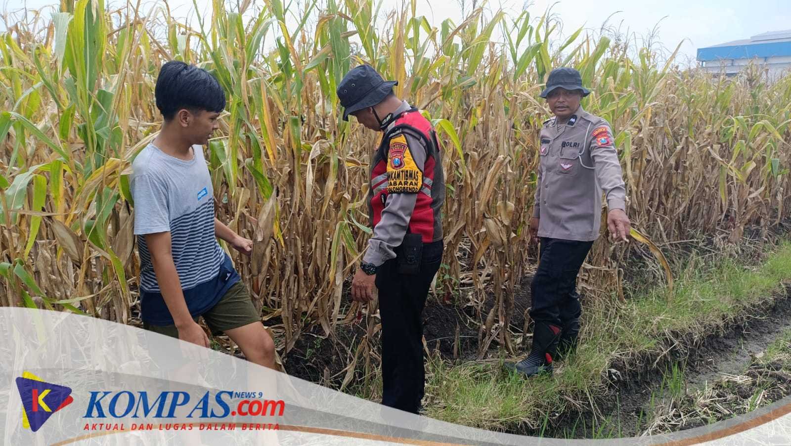 Kapolsek Balongbendo Bersama Petani Desa Wonokupang Cek Tanaman Jagung 