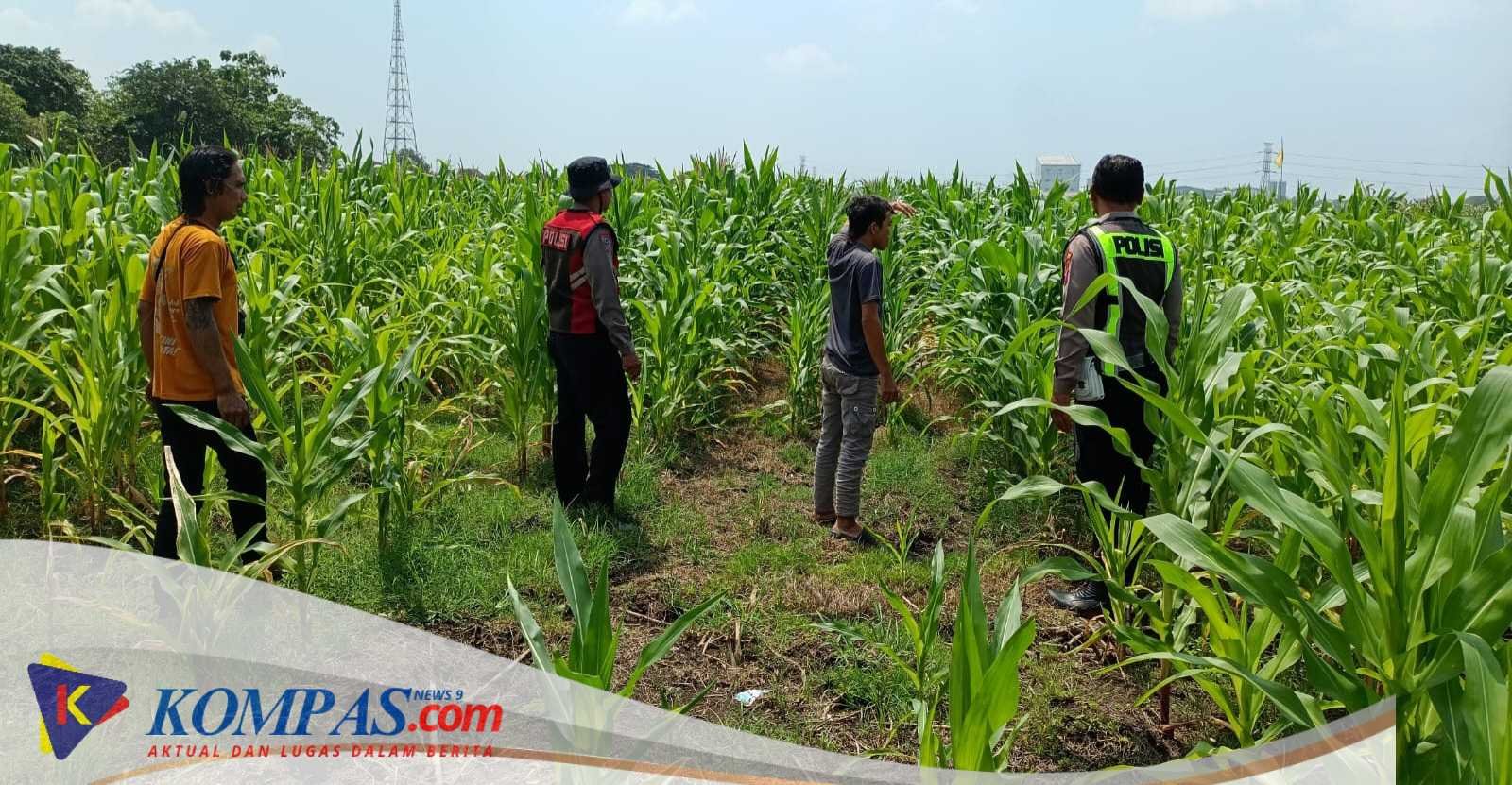 Dorong Swasembada Pangan, Polisi Tinjau Lahan Jagung Siap Panen di Balongbendo