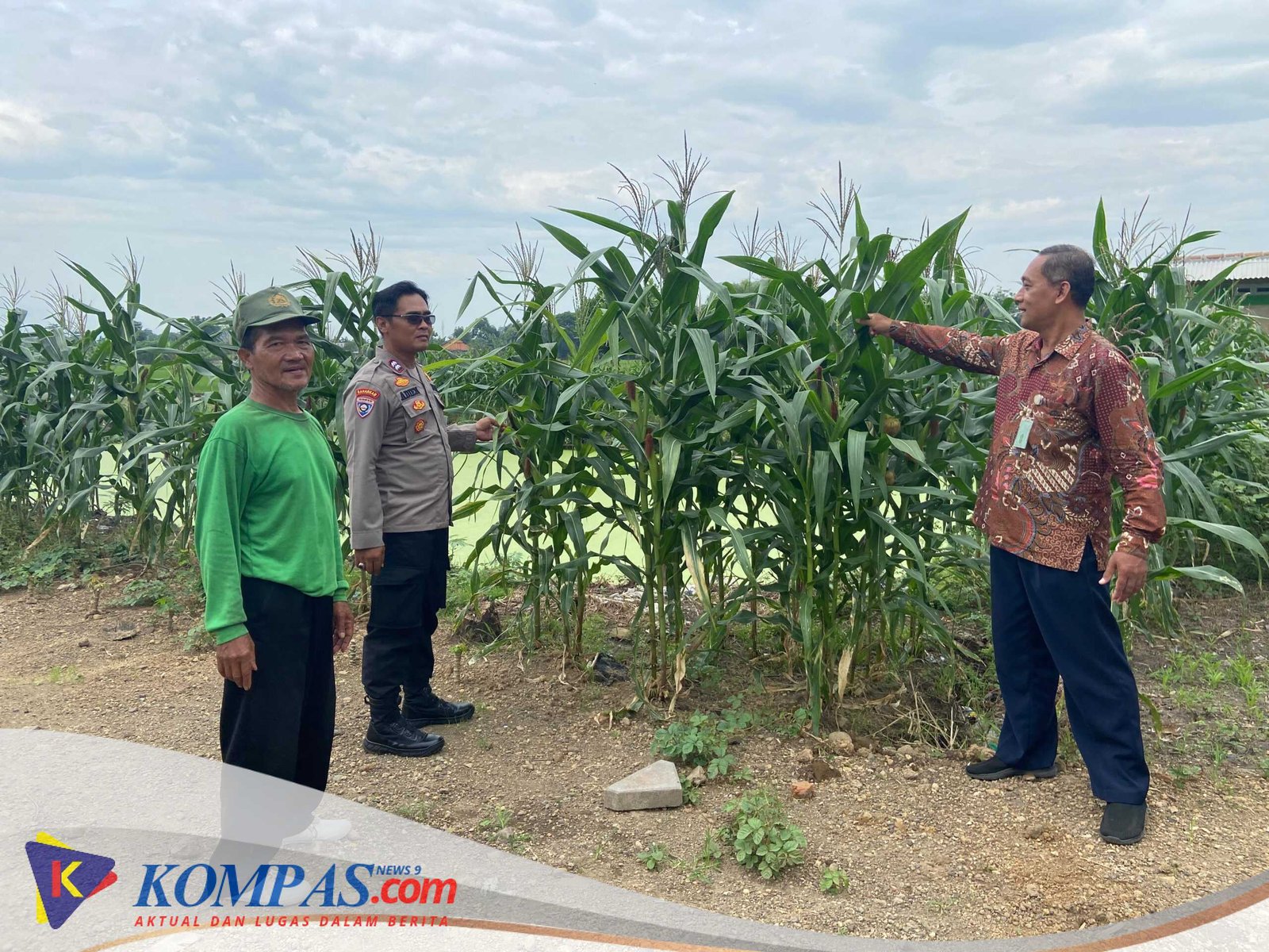 Polresta Sidoarjo Optimalkan Swasembada Pangan, Dampingi Petani Jagung di Krembung