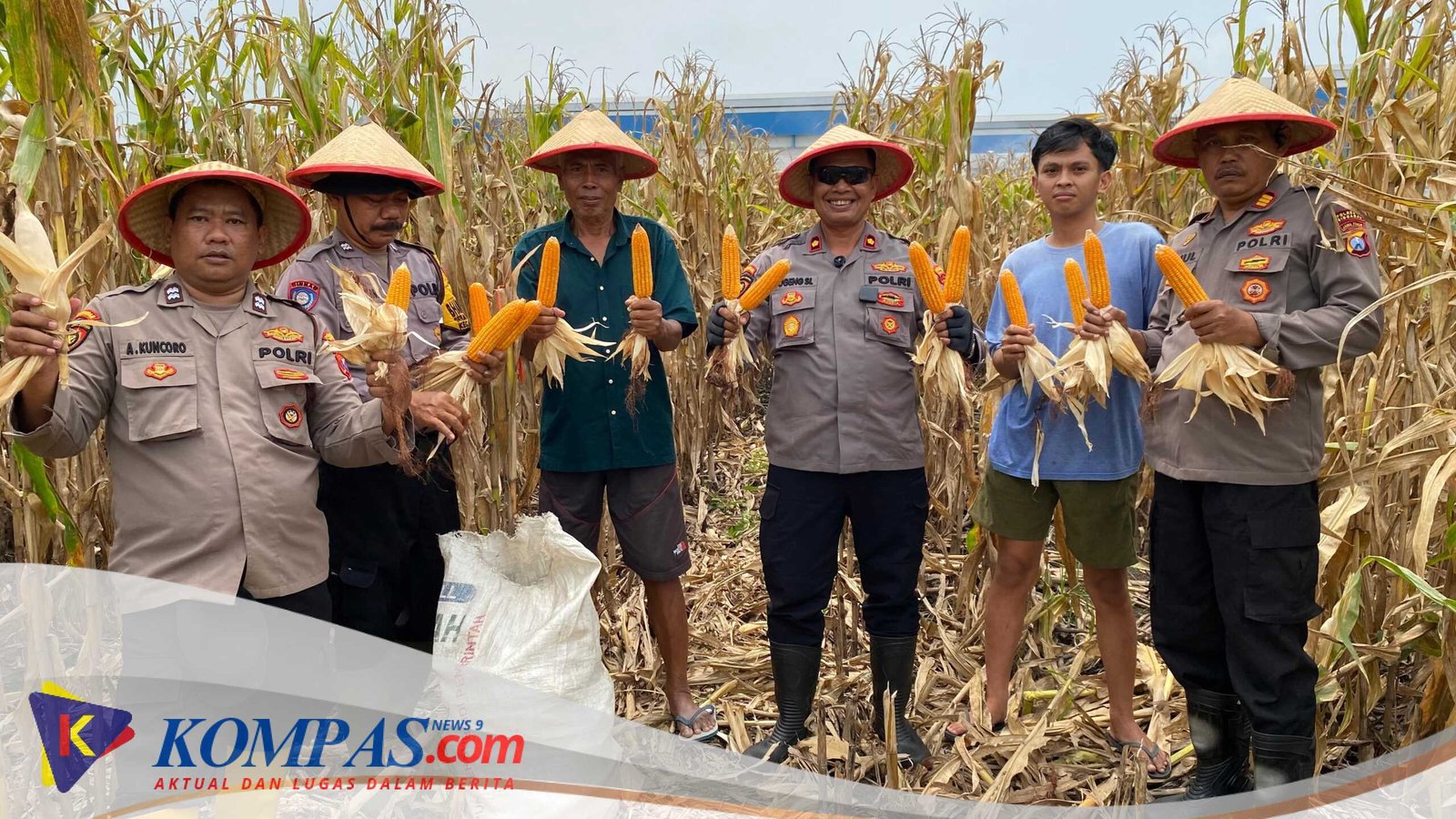 Kapolresta Sidoarjo Bersama Kapolsek Balongbendo Panen Jagung Di Desa Wonokupamg