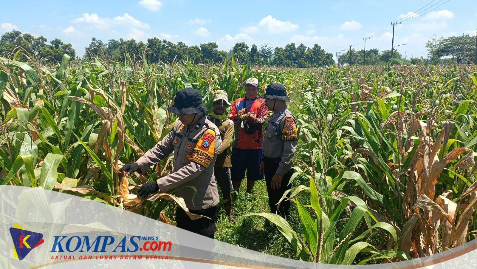 Polresta Sidoarjo Dorong Swasembada Pangan, Lahan Jagung di Balongbendo Siap Panen