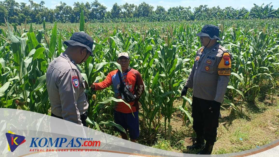 Polsek Balongbendo bersama Petani Desa Singkalan Optimalkan Tanaman Jagung Dukung Ketahan Pangan