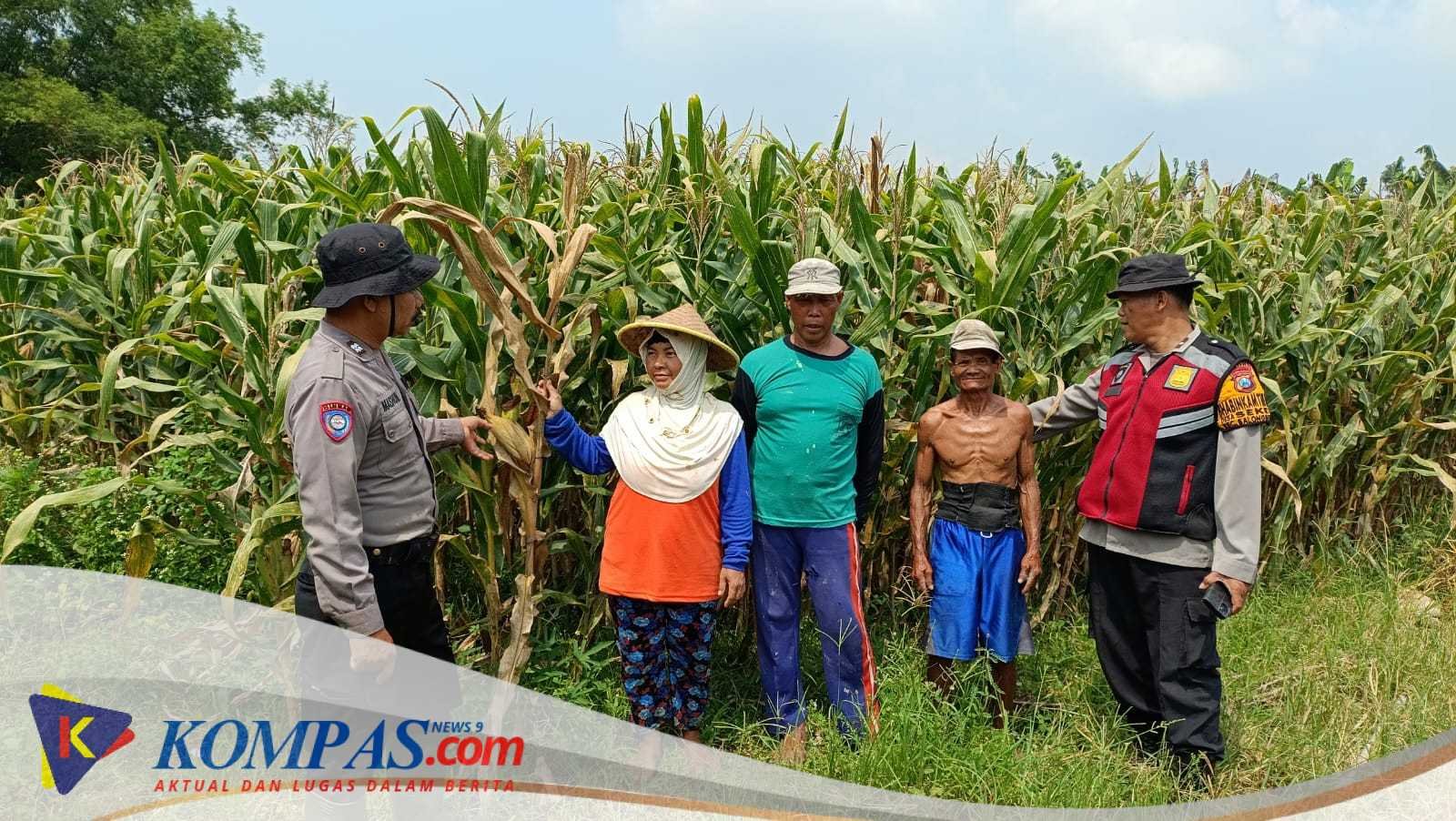 POLRESTA SIDOARJO DAN POLSEK BALONGBENDO CEK TANAMAN JAGU