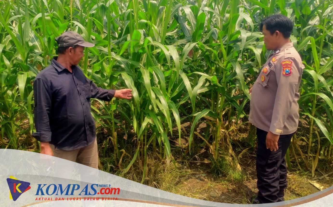 Polresta Sidoarjo Dorong Swasembada Pangan, Anggota Polisi Turun Langsung Cek Lahan Jagung Petani