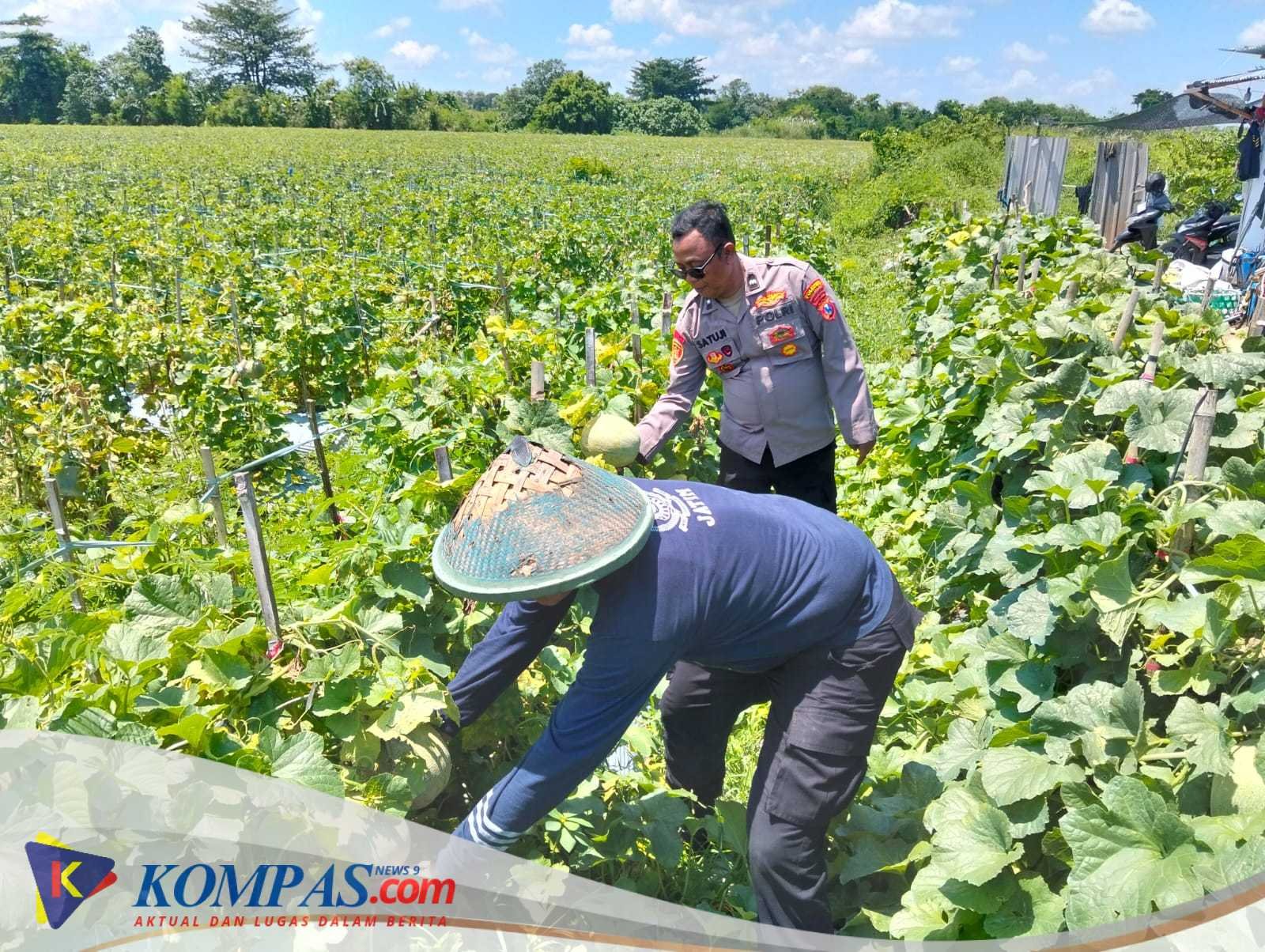 Polresta Sidoarjo Dorong Swasembada Pangan, Lahan Melon di Prambon Siap Panen