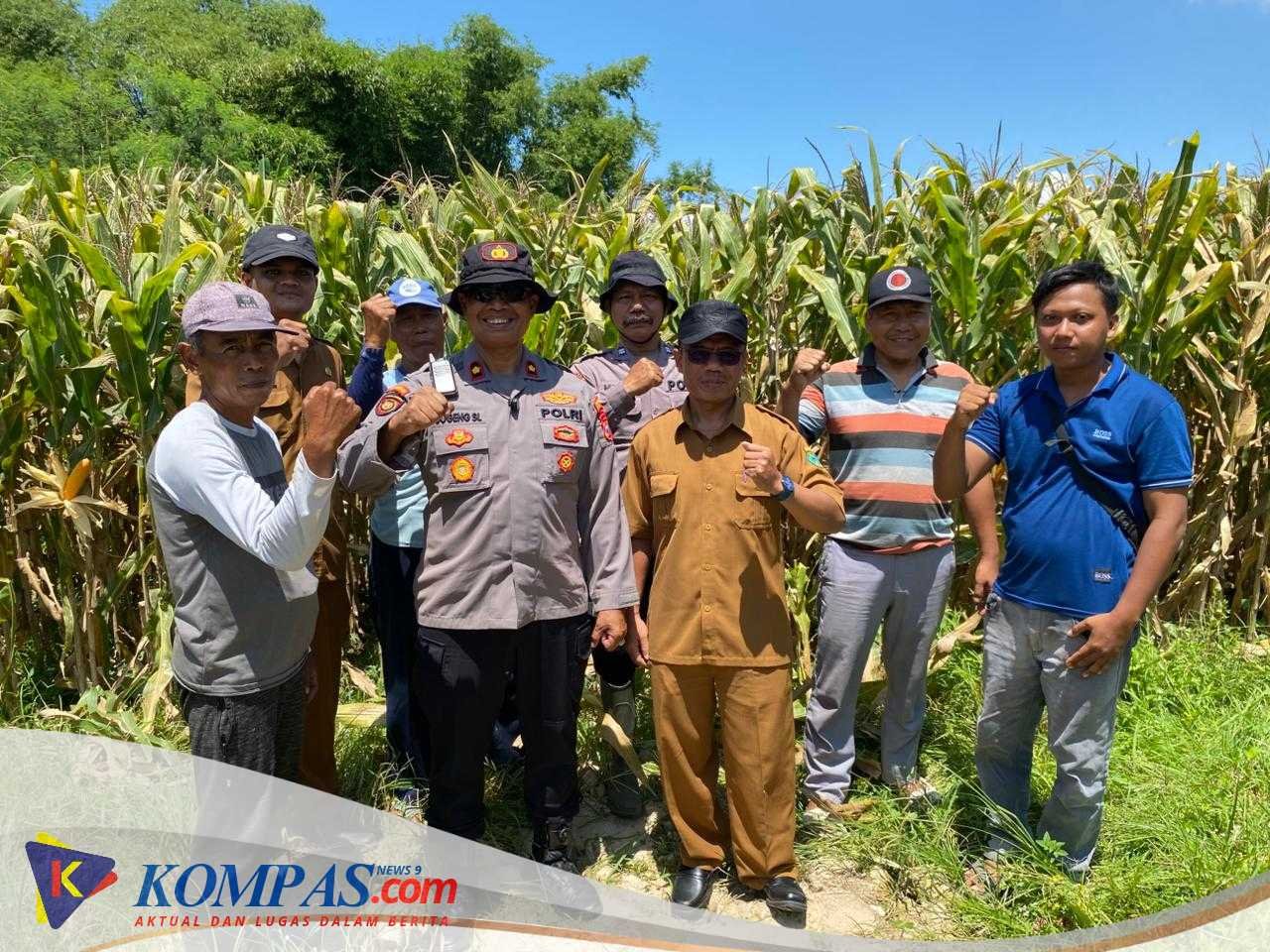 Polsek Balongbendo Intensifkan Pengelolaan Ketahanan Pangan Jagung Hibrida