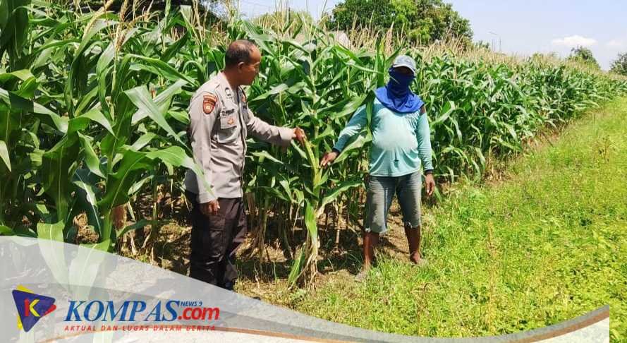 Polsek Prambon Kontrol Lahan Jagung, Antisipasi Dampak Cuaca terhadap Ketahanan Pangan
