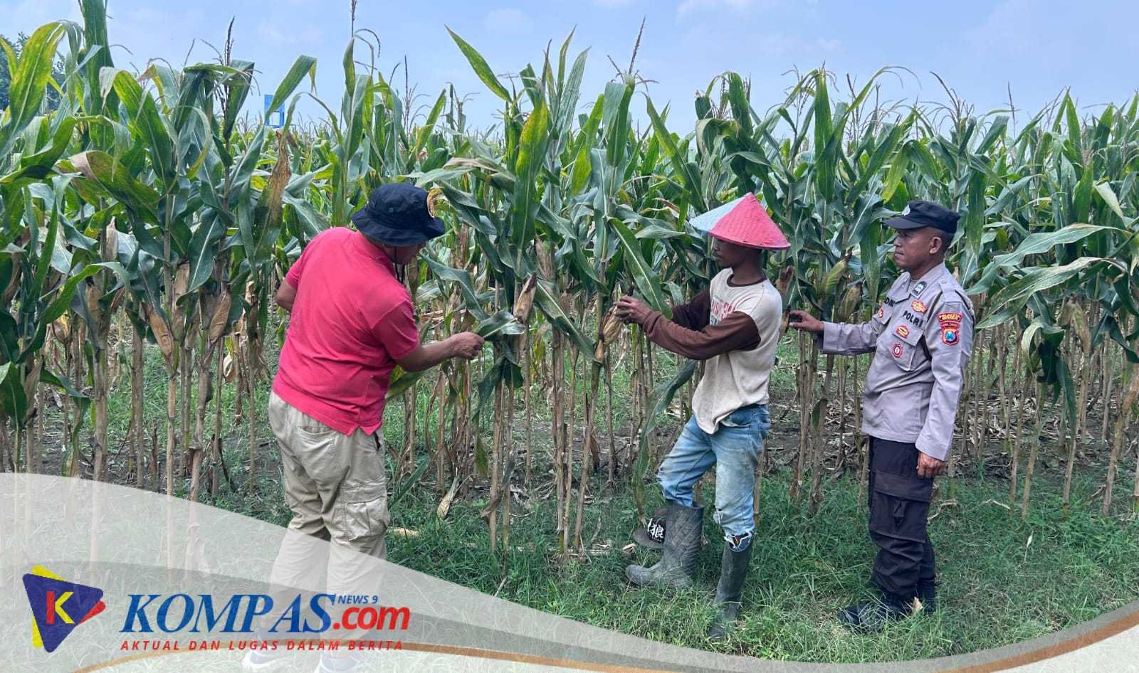 Polresta Sidoarjo Dan Polsek Prambon Cek Lahan Jagung di Desa Bulang