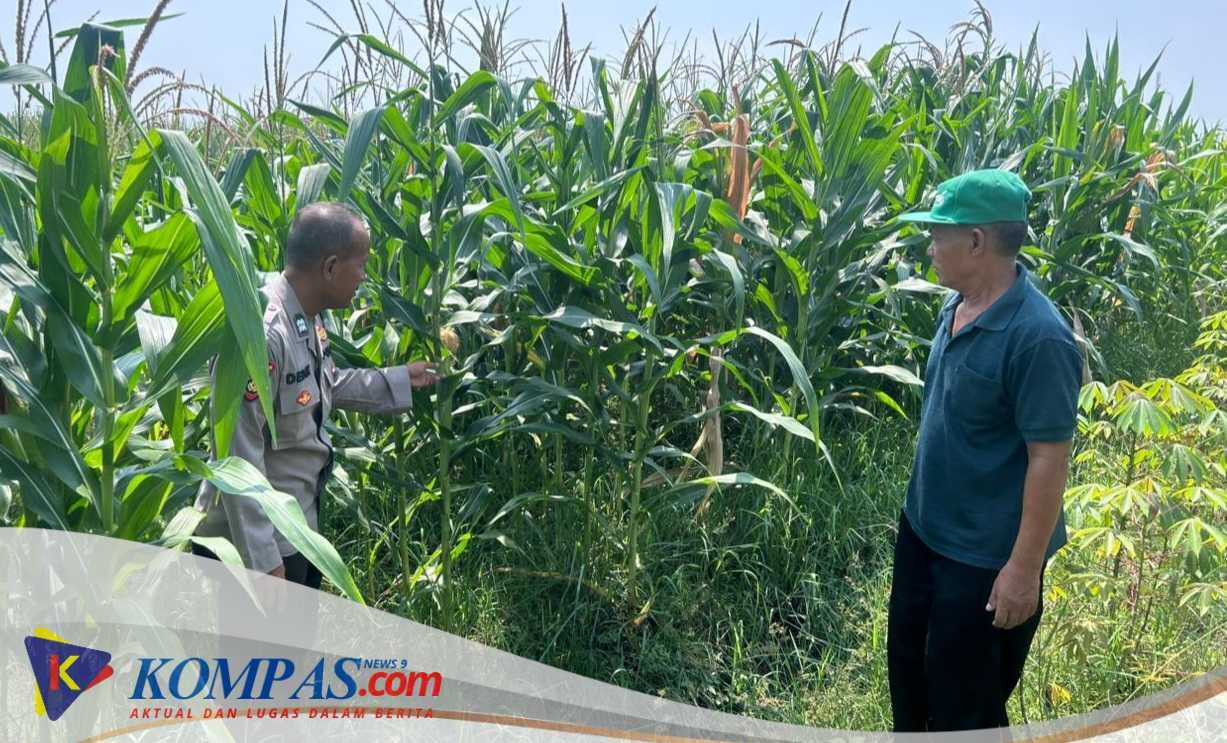 Polresta Sidoarjo Masifkan Swasembada Pangan dengan Mengelola Tanaman Jagung di Desa Prambon