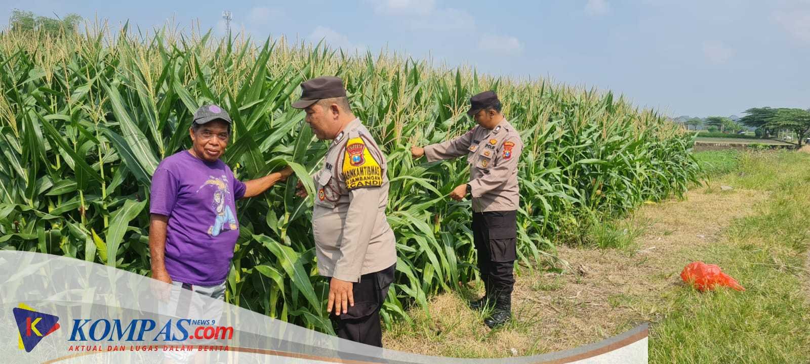 Polresta Sidoarjo Bersama Polsek Candi, Dampingi Petani Jagung Dukung Swasembada Pangan
