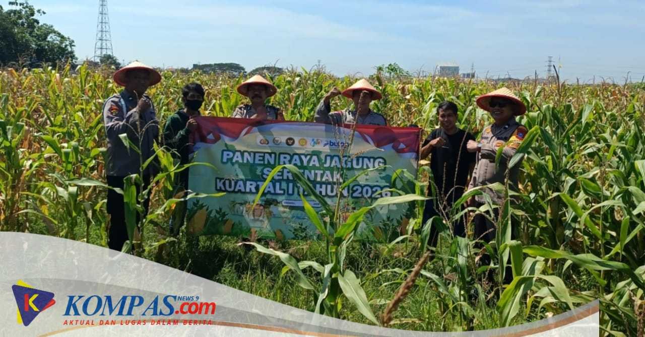 Panen Raya Jagung di Polsek Balongbendo, Wujud Dukungan Polri terhadap Ketahanan Pangan