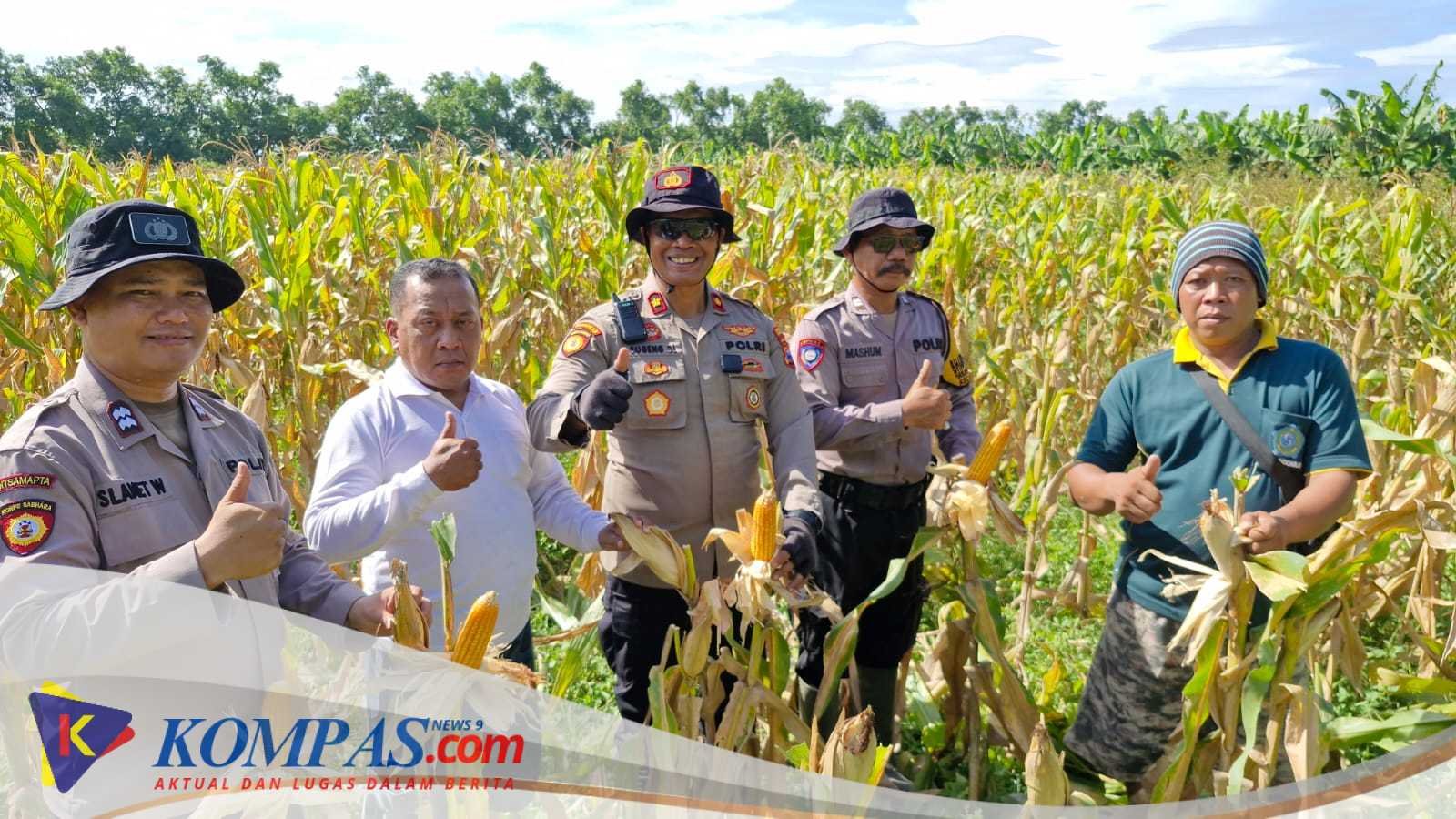 Polsek Balongbendo Bersama Petani Desa Singkalan Cek Kesiapan Panen Jagung Serentak, Dukung Swasembada Pangan
