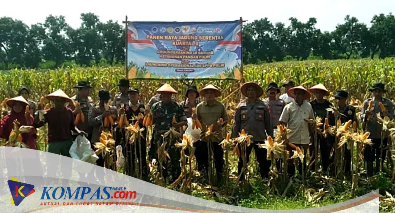 Polsek Balongbendo Zoom Panen Jagung Serentak di Desa Singkalan Dengan Luas Lahan 1 Hektar 