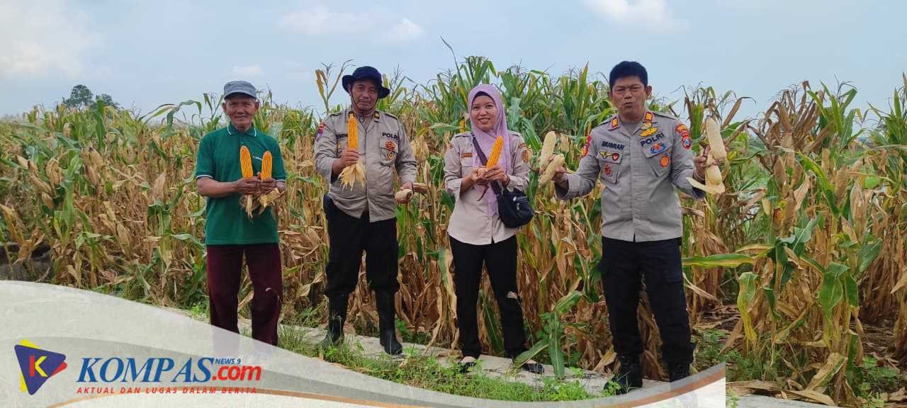 Polsek Tanggulangin Dukung Ketahanan Pangan, Panen Raya Jagung di Desa Randegan