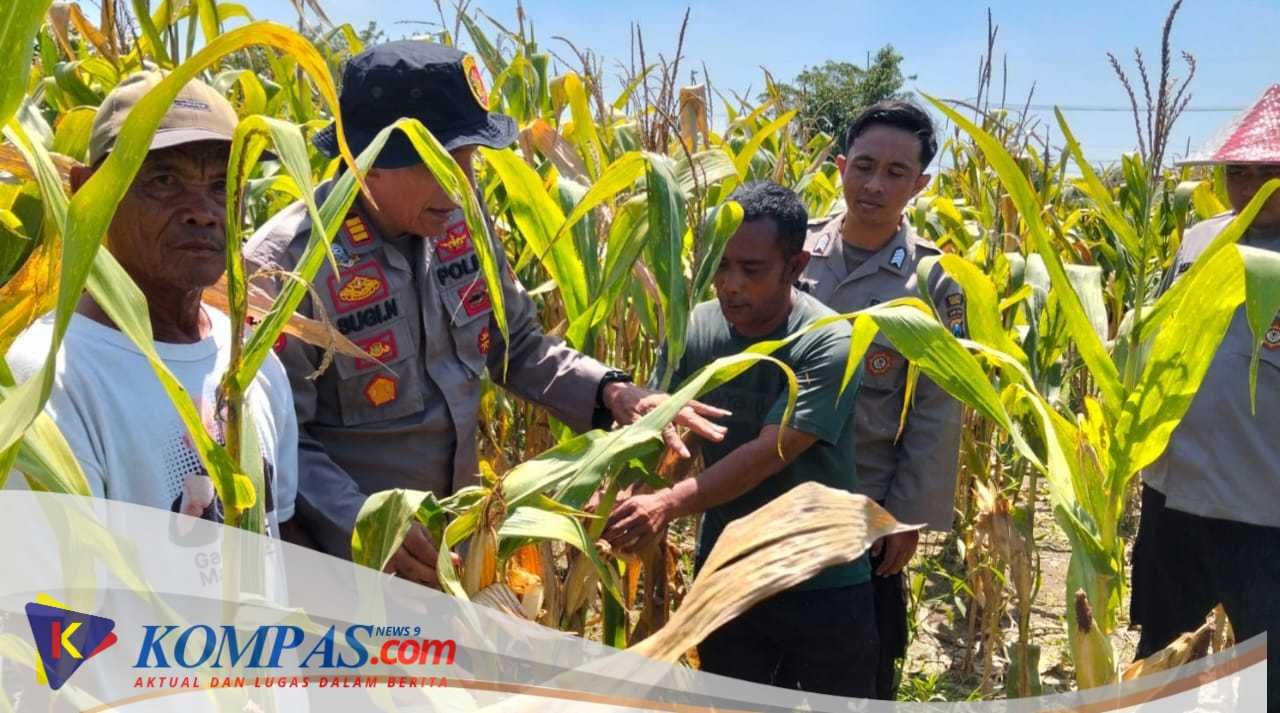 Polsek Prambon Polresta Sidoarjo Terus Dampingi Petani Dukung Swasembada Pangan