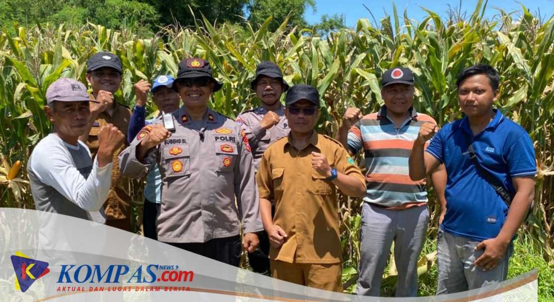 Polresta Sidoarjo Dan Polsek Balongbendo Gelorakan Swasembada Pangan Dampingi Warga Tani Kelola Jagung Hibrida