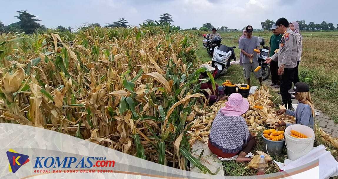 Polsek Tanggulangin Optimalkan Peran Bhabinkamtibmas Dampingi Petani Jagung