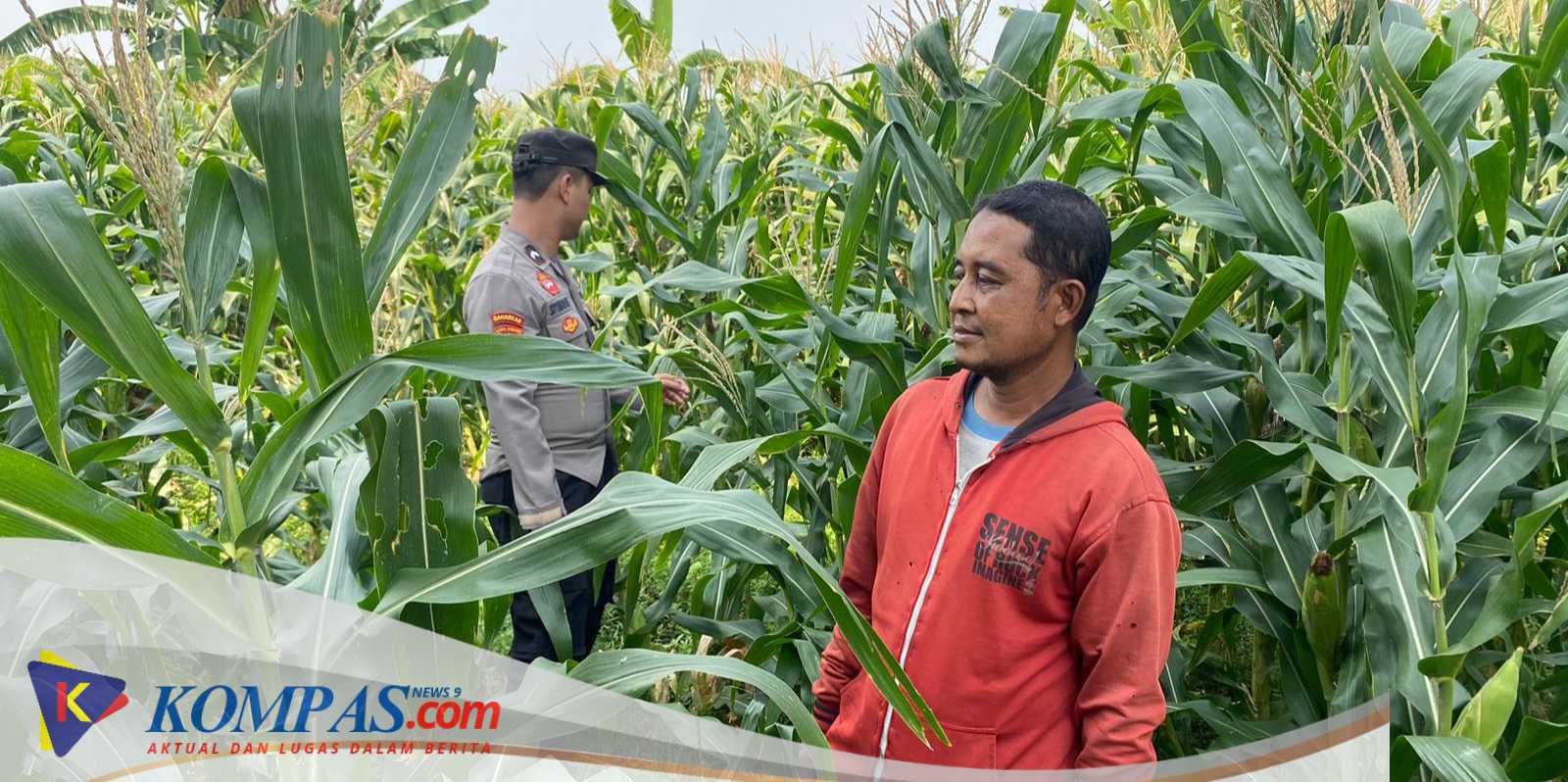 Anggota Polsek Tarik Patroli Kamtibmas Sambil Cek Perkembangan Tanaman Jagung Petani