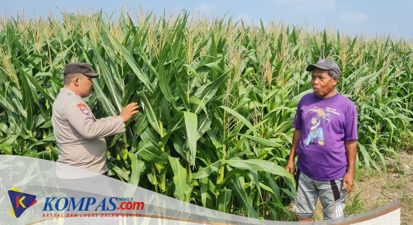Tingkatkan Swasembada Pangan, Polsek Candi bersama Petani Kelola Lahan Jagung