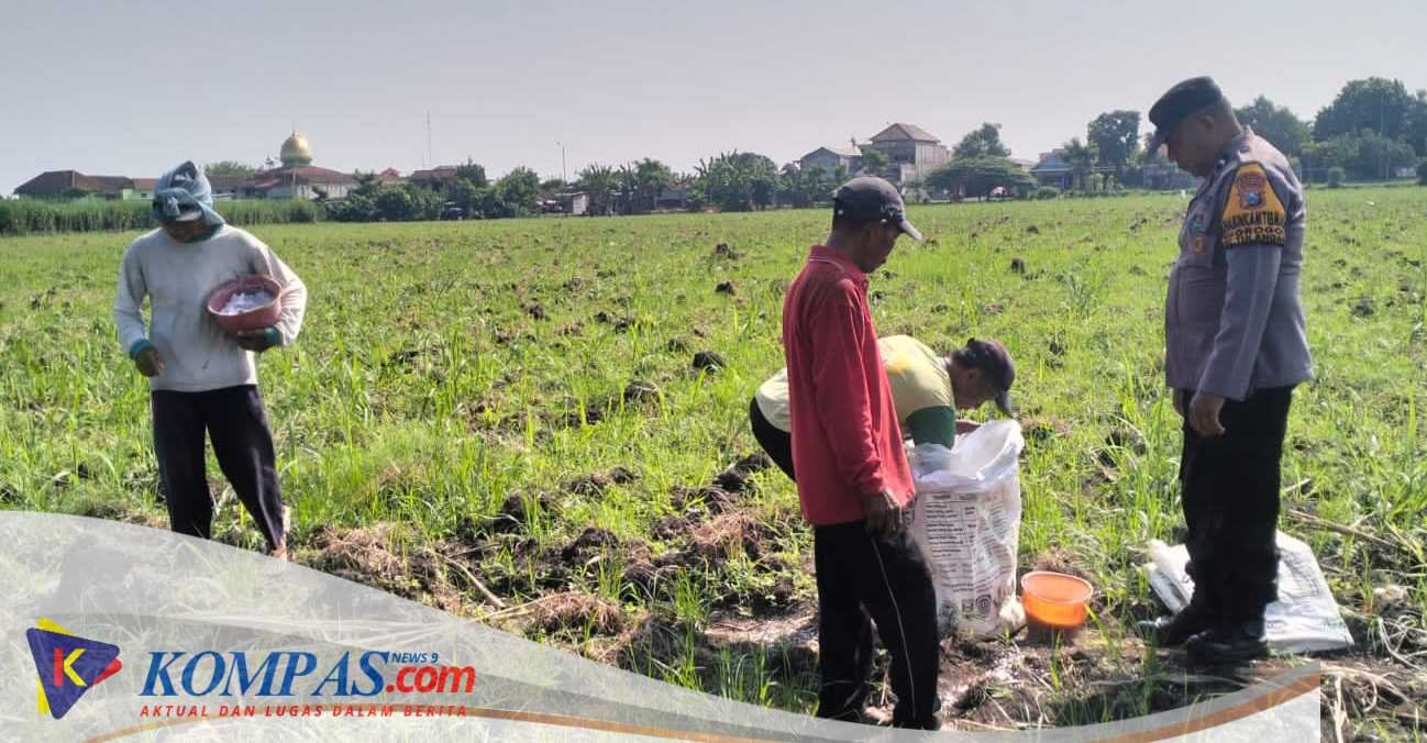 Polsek Tulangan Monitoring Perkebunan Tebu dan Dorong Swasembada Pangan di Desa Kajeksan