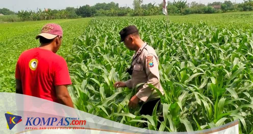 Polisi Polresata Sidoarjo Masif Turun ke Desa, Dampingi Efektifitas Program Ketahanan Pangan di Krembung