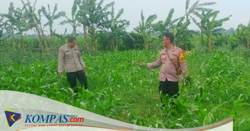 Dukung Swasembada Pangan, Bhabinkamtibmas Polsek Wonoayu Kontrol Tanaman Jagung di Desa Mulyodadi