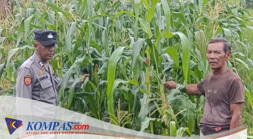 Bhabinkamtibmas Desa Kraton Pantau Pertumbuhan Jagung, Dukung Program Ketahanan Pangan Nasional