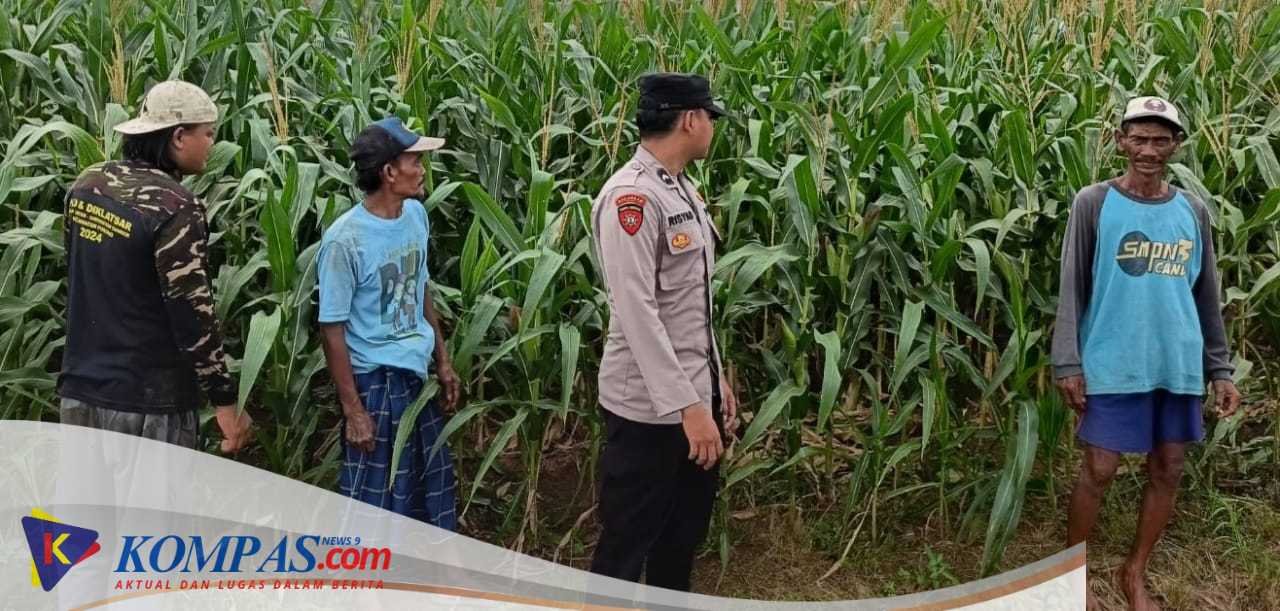 Polsek Porong Pantau Pertumbuhan Jagung di Desa Pesawahan, Dukung Ketahanan Pangan Nasional