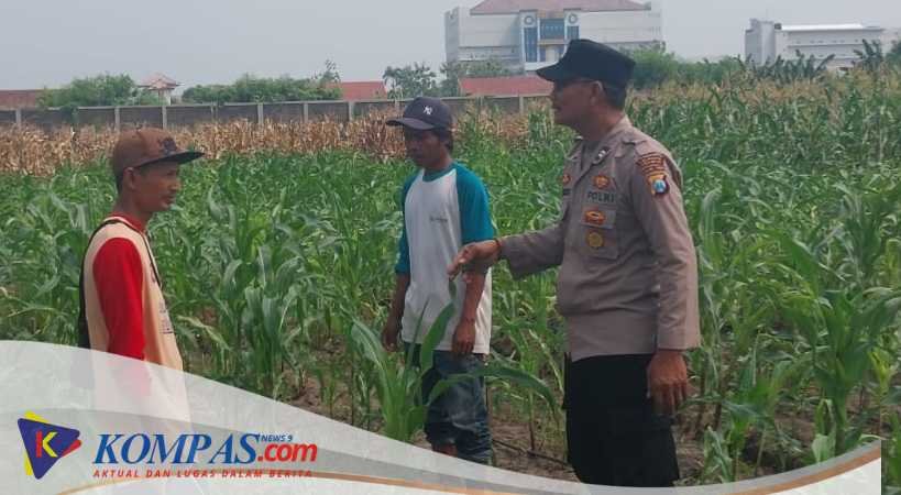 Polsek Sidoarjo Kota Cek Lahan Jagung di Desa Lebo, Dukung Program Ketahanan Pangan