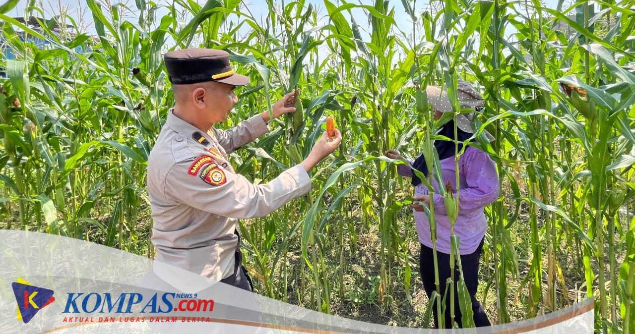 Polsek Sedati Optimis Pengelolaan Lahan Jagung Mampu Optimalkan Swasembada Pangan