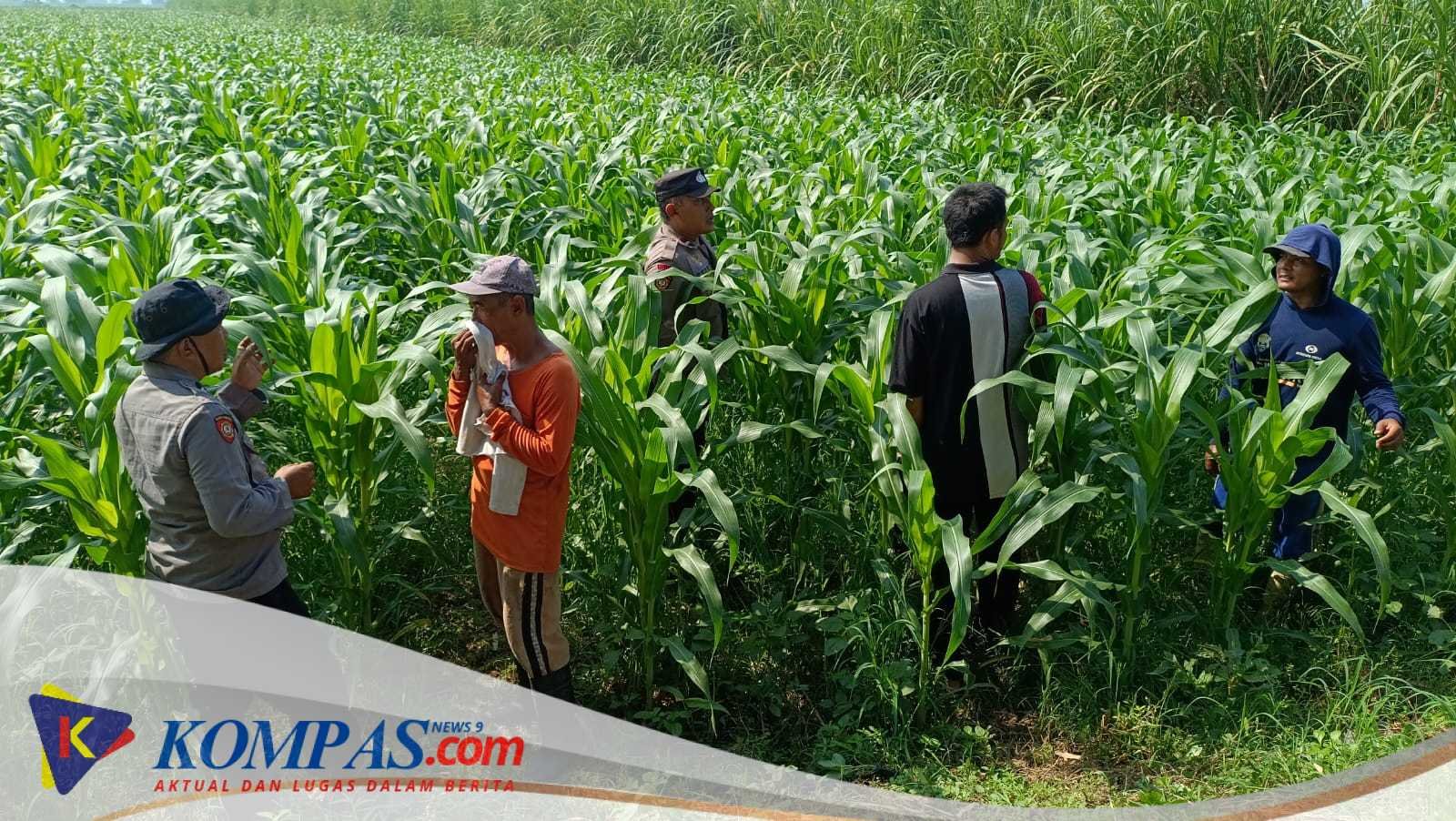 Polresta Sidoarjo, Melalui Kapolsek Balongbendo Cek Tanaman Jagung