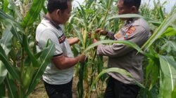 Polsek Tulangan Dukung Ketahanan Pangan, Tinjau Perkembangan Lahan Jagung di Desa Kajeksan