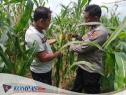 Polsek Tulangan Dukung Ketahanan Pangan, Tinjau Perkembangan Lahan Jagung di Desa Kajeksan