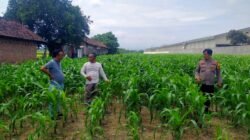 Polsek Prambon Dampingi Petani Kontrol Tanaman Jagung, Antisipasi Serangan Hama Ulat